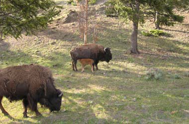 Yellowstone